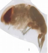Afbeeldingsresultaten voor "eupronoe Maculata". Grootte: 169 x 185. Bron: www.odb.ntu.edu.tw