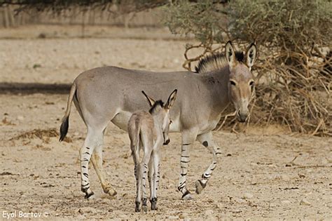african wild ass equus africanus ערוד eyal bartov flickr