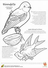 Hirondelle Oiseau Legende Oiseaux Hugolescargot Aubry Hirondelles Bec Séverine Enfants sketch template