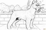 Schnauzer Terrier Ausmalbilder Supercoloring Ausmalbild Kostenlos Ausdrucken sketch template
