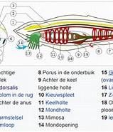 Afbeeldingsresultaten voor lancetvisje Reproductie. Grootte: 159 x 185. Bron: www.sociaalzoogdiermens.be