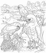 Coloring Burrowing Owl Pages Getcolorings Bird sketch template
