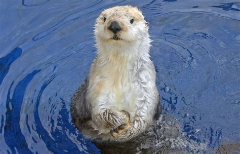 southern sea otter detroit zoo