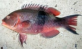 Afbeeldingsresultaten voor "Bodianus speciosus". Grootte: 166 x 100. Bron: fishbiosystem.ru