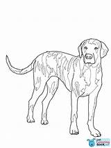 Hound Plott Beagle Foxhound sketch template