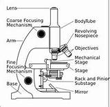 Microscope Parts Diagram Worksheet Biology sketch template