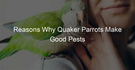 reasons why quaker parrots make good pests for the parrot