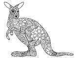 Kangaroos Kangaroo Kangourou Kangur Kangourous Zentangle Kolorowanka Druku Pleins Détails Fleuri Zip Wydrukuj Malowankę sketch template