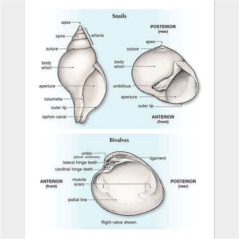 seashell anatomy drawnbydawn