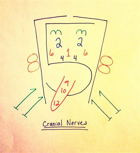 cranial nerves  collection cup cranial nerves cranial nerves