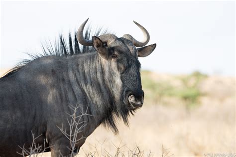 blue wildebeest  pictures images