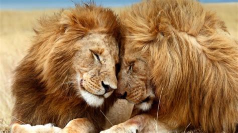 خلفيات جميلة صور اسود desktop background lion images عالم الصور