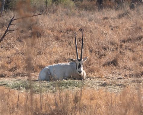 arabian oryx oryx leucoryx extinct   original hab flickr