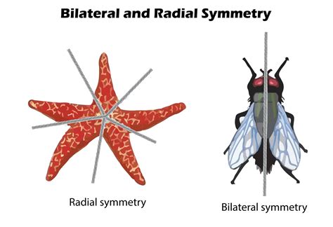 radial symmetry occurs inafishesbmolluscscstarfishesdfew