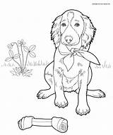 Setter Coloring Irish Pages Printable Supercoloring English Dog Colouring Labrador Welsh Bulldog Corgi sketch template