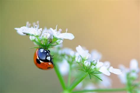 rid  ladybugs  guide