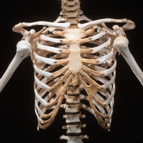 Four Main Parts Of A Skeletal System Healthfully
