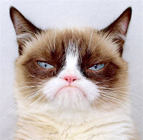 fluffy grumpy cat