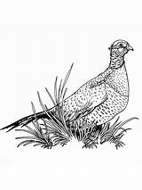 Pheasant Coloring Pages Birds Pheasants Print Getdrawings Drawing Drawings 1000px 4kb sketch template