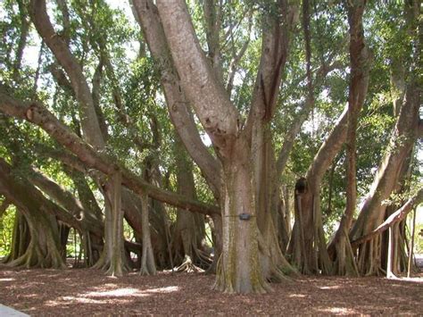 banyan trees  pics curious funny  pictures