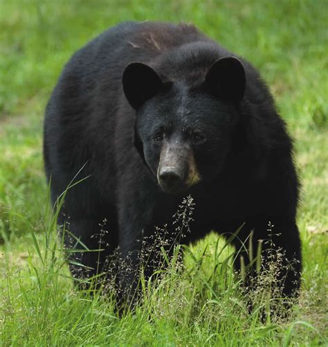 njdep  jersey fish  wildlife   bear facts black bears   jersey