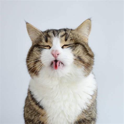 meet  cat  loves  stick   tongue  front   camera