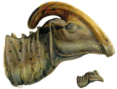 high schooler discovered   fossil    baby tube crested