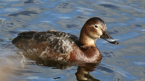 finland hunting restricted   duck species  jackdaws