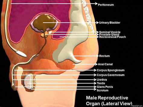 manash subhaditya edusoft human male reproductive organs