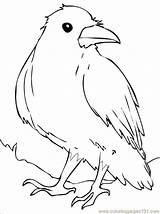 Raven Colorat Corvo Rabe Raben Planse Desene Socke Cuervo Corbeau Pasari Corb Bunt Waren Salbatice Ptaki Malvorlagen Brawl Corbul Desenat sketch template
