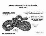 Rattlesnake Diamondback Exploringnature Snakes Rattlesnakes Exploring Shedding Getdrawings Reptiles sketch template