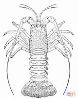Coloring Lobster Spiny Rock Pages Color Drawing Printable Supercoloring sketch template