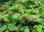 Bildresultat för Strawberry Plants. Storlek: 146 x 107. Källa: strawberryplants.org