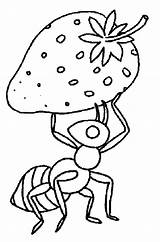 Coloring Pages Ant Strawberry Coloring4free Ants Visit sketch template