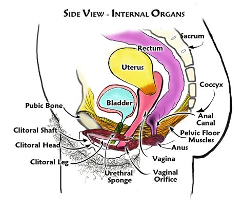 female internal anatomy diagram  female reproductive system images   finder