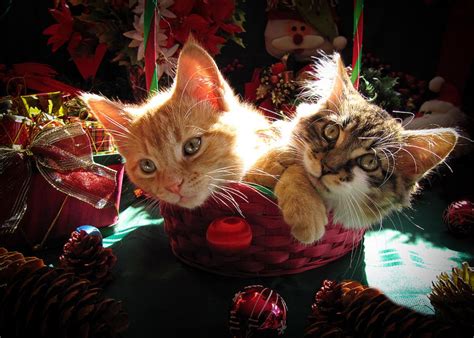Two Cat Heads Are Better Than One Anxious Christmas Kittens Kitties