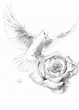 Dove Drawing Rose Realistic Drawings Doves Taube Pencil Tattoo Simple Von Tattoos Tauben Zeichnung Coloring Getdrawings Und Men Paintingvalley Deviantart sketch template