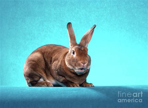 shale  castor red mini rex rabbit photograph  bright eyes studio fine art america