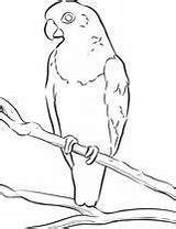 Bird Visit Coloring Pages sketch template