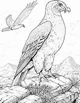 Coloring Prey Bird Hawk Pages Printable Color Supercoloring Hawks Drawings Gif sketch template