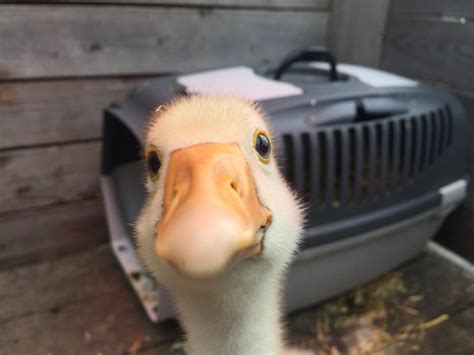 adorable baby goose