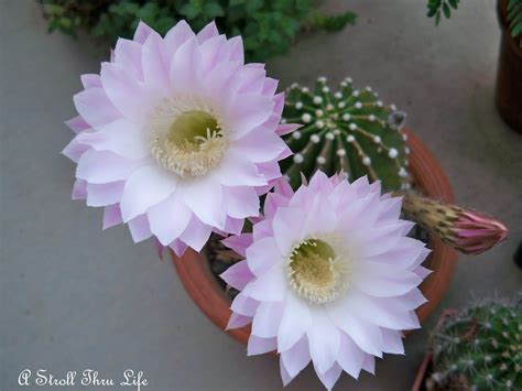 stroll  life cactus flowers