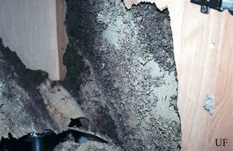 formosan subterranean termite