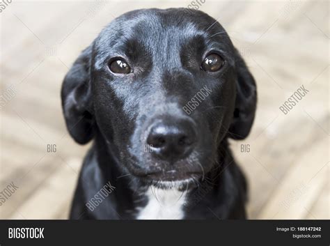 black medium sized dog apartment image photo bigstock