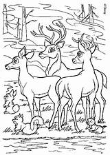Biche Cerf Bambi Faon Cerfs Bamby Troupeau Coloriages Hellokids Veados 1099 Faline Buzz2000 Crtež Dva Bojanke Danieguto Farben Torna Gifgratis sketch template
