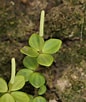 Afbeeldingsresultaten voor tetraphylla. Grootte: 86 x 102. Bron: www.plantsystematics.org