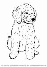 Goldendoodle Mini Coloring Draw Pages Dog Step Drawing Dogs Drawingtutorials101 Sketchite Template Sketch sketch template