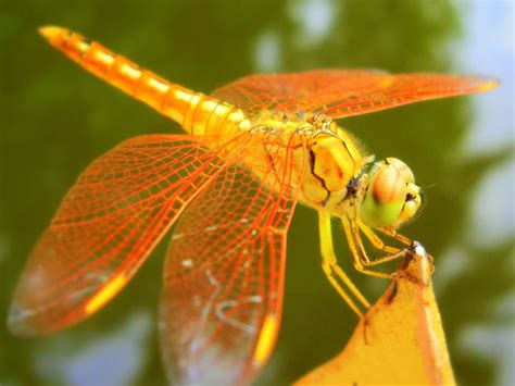 dragonfly wallpaper  hd wallpaper nu