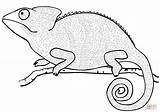 Chameleon Coloring Pages Reptiles Printable Worksheets Kids Dot Drawing sketch template