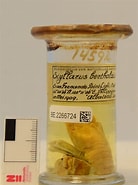 Afbeeldingsresultaten voor "scyllarus Berthold Ii". Grootte: 138 x 185. Bron: www.gbif.org